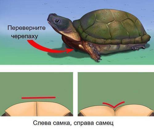 Картина «Черепашки»