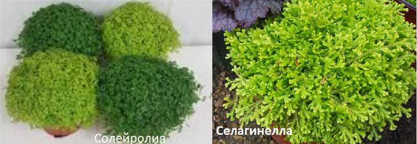 Изготовление флорариума