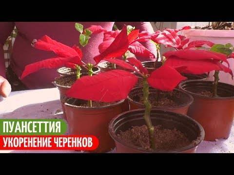 Рождественская звезда